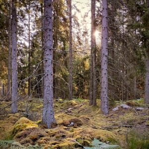 morning in the forrest