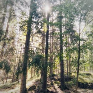 afternoon in the forrest