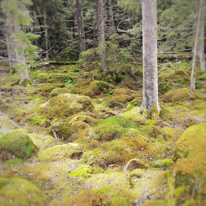 evening in the forrest