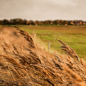 föhr